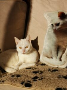 Uw Eigen Custom Katten Kussens photo review
