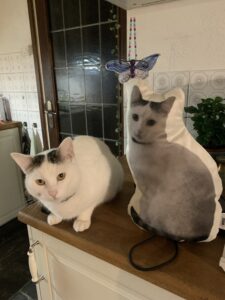 Uw Eigen Custom Katten Kussens photo review