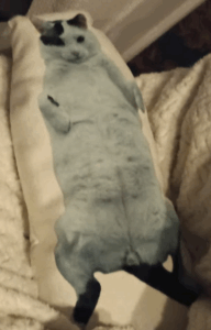 Click to view full screen Uw Eigen Custom Katten Kussens photo review